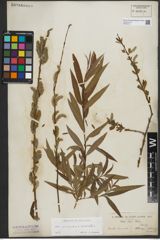 Foto von Salix purpurea L. x Salix viminalis L.